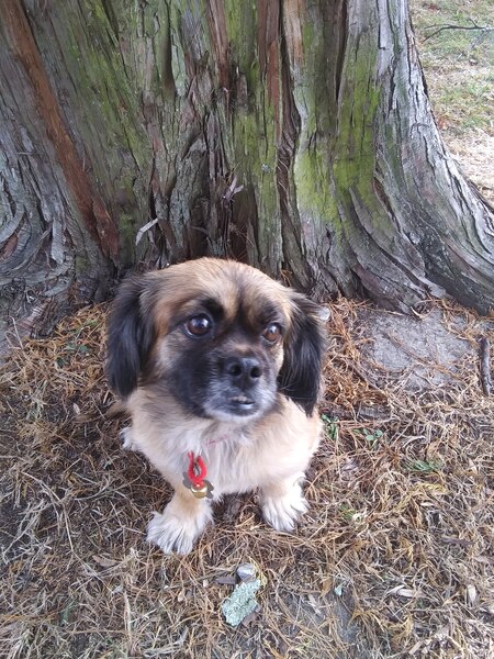 Stella