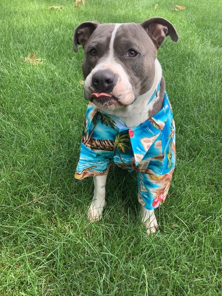 Bo