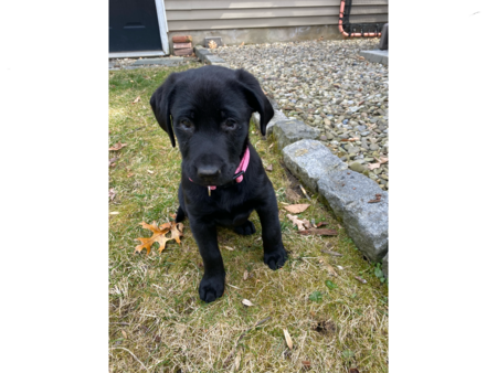Maggie