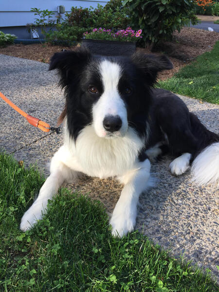 Koda