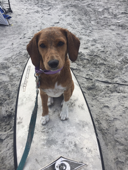Gidget