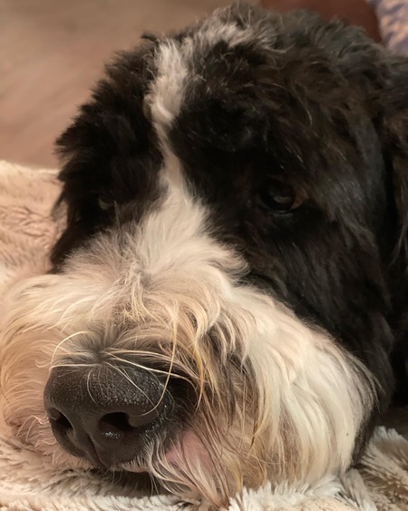 Caymus