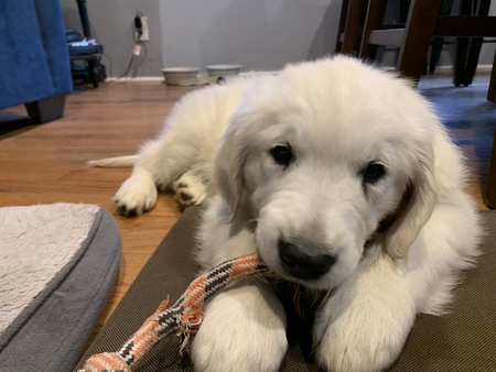 Bo