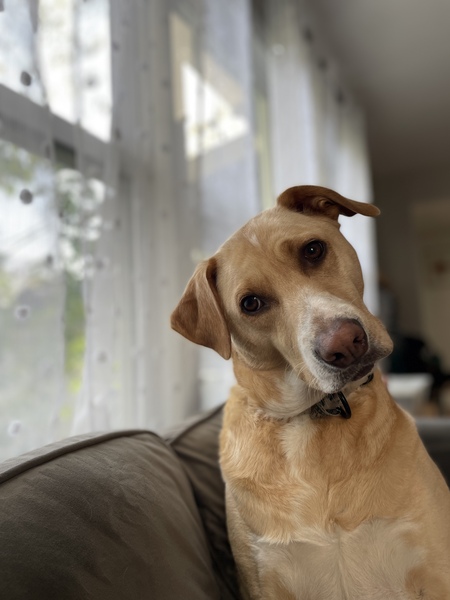 Millie