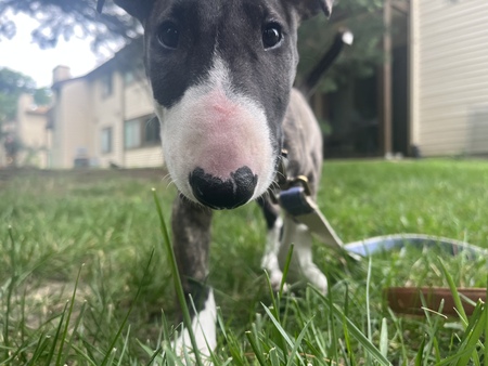 Rex
