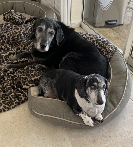 Jeffrey, the Dachshund and Molly, Black Lab