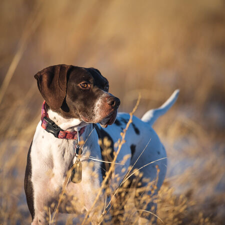 Brutus