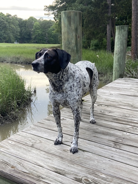 Bleu