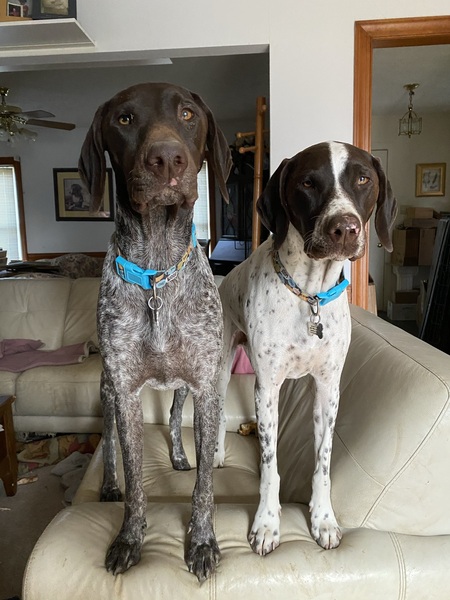 Duncan and Badger