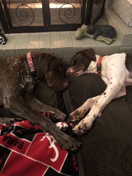 Drake (brown one, not a rescue) Tucker (white one , our rescue )