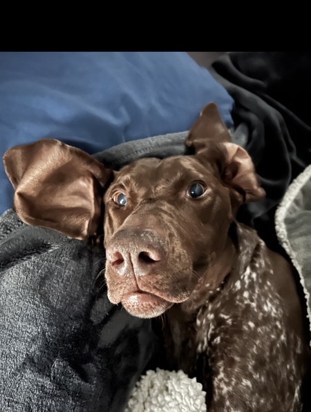 Piper 