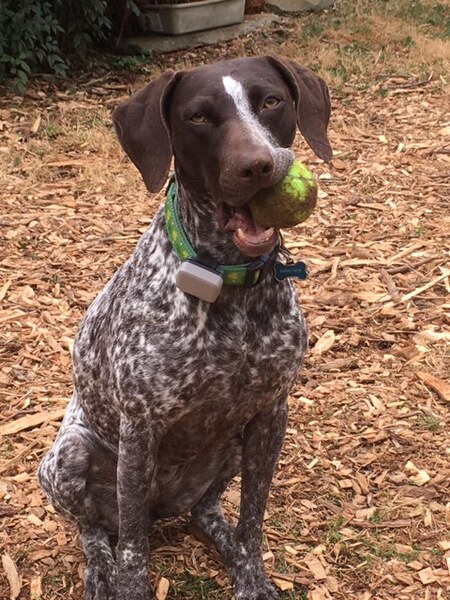 Willa
