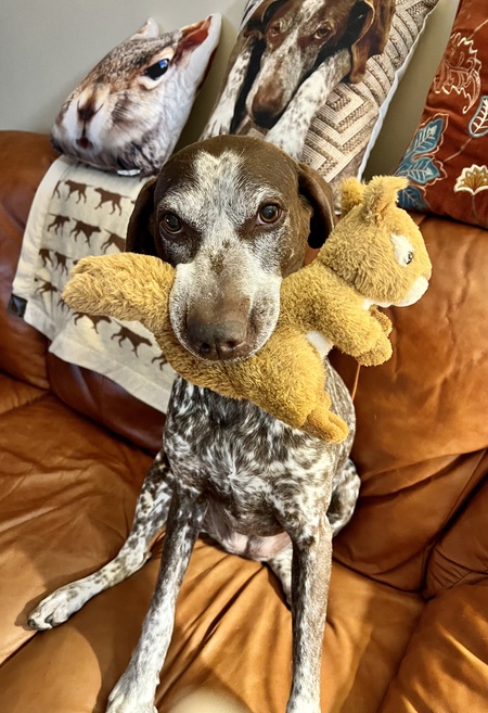 Stella