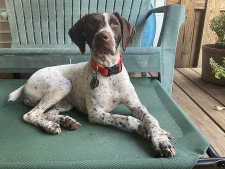 Kimber