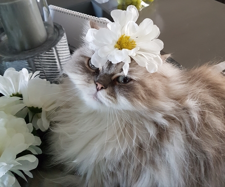 Lily