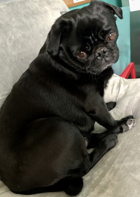 Pepper
