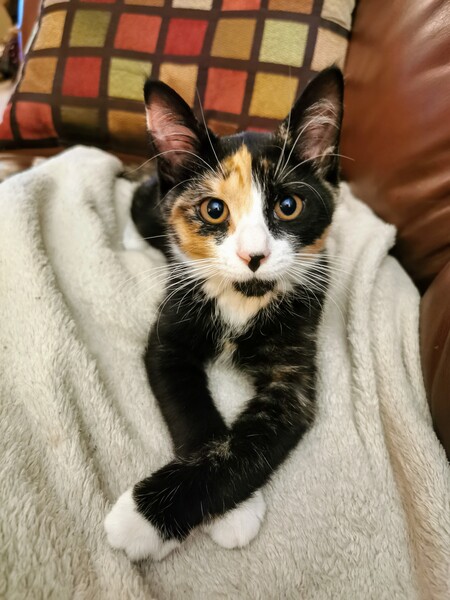 Daisy
