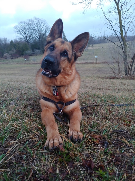 Rambo