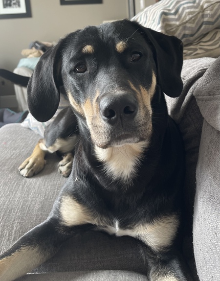 Bear