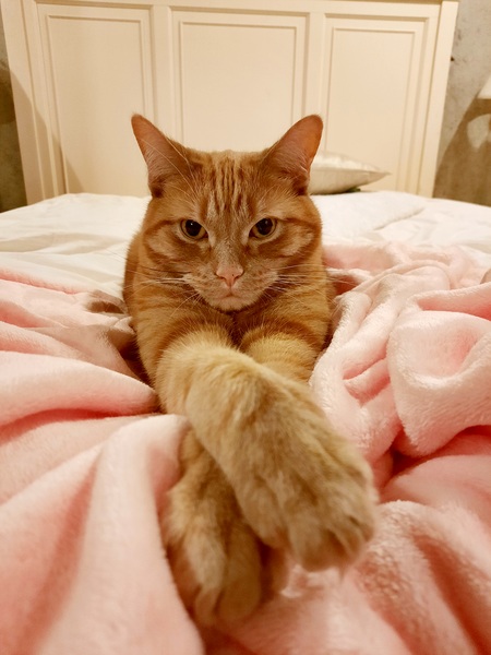 O'Malley 