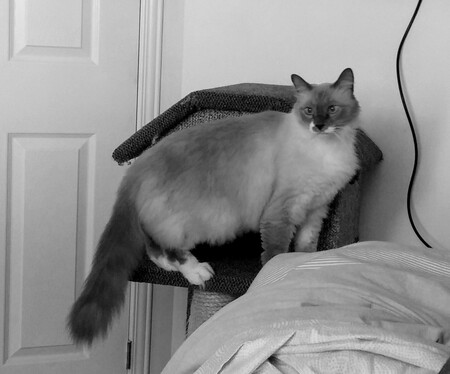 Gizmo