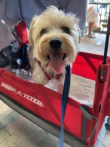 Bentley at Market Square Day