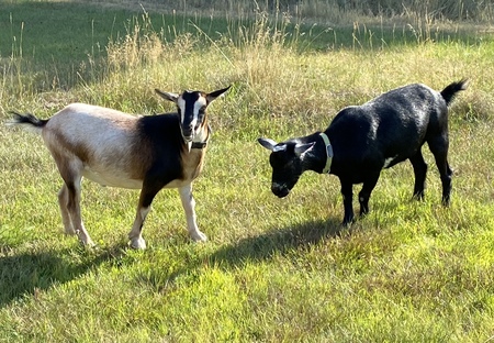 Nibbles and Pippin