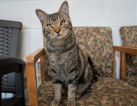 Pierre        Talbot Humane office cat