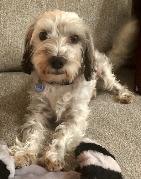 Teddy