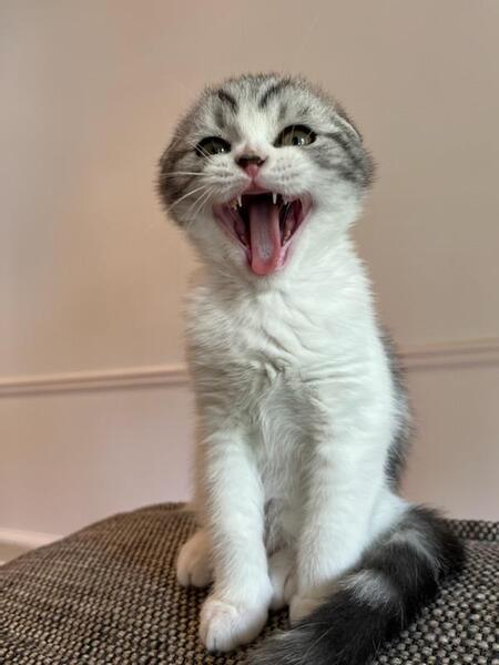 Shiro