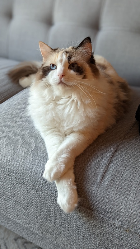 Princess 