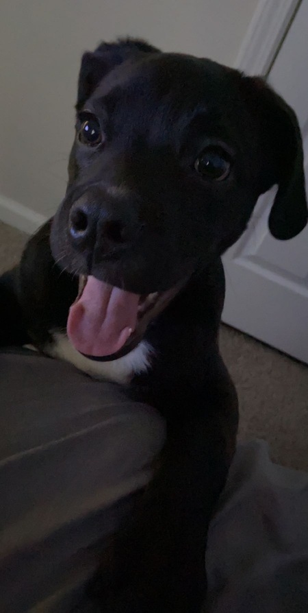 Goose