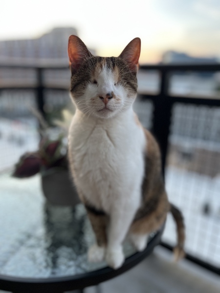 CeCe 