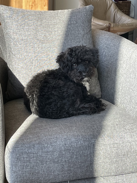 Zadie 