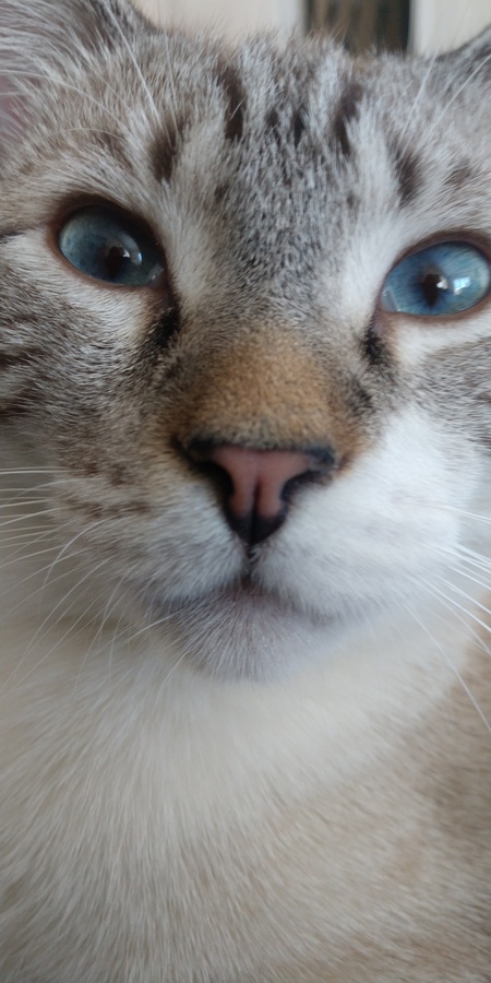 Heinz 