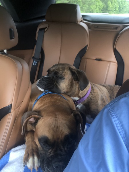 Bruno and Chloe