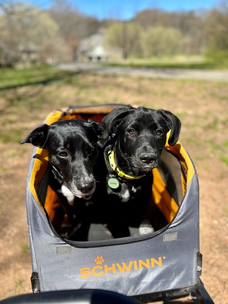 Juno & Petunia