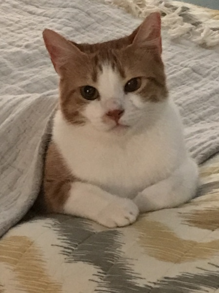 Binx