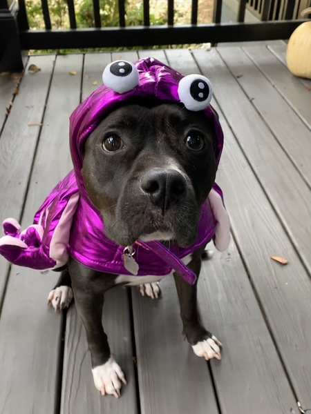 Monkey