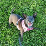 Entry image for Brioche