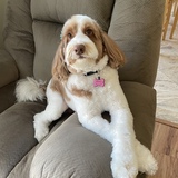 Entry image for Macey