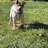 Entry image for Pastel