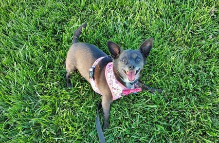 Entry image for Brioche. Clicking this image will show a larger photo