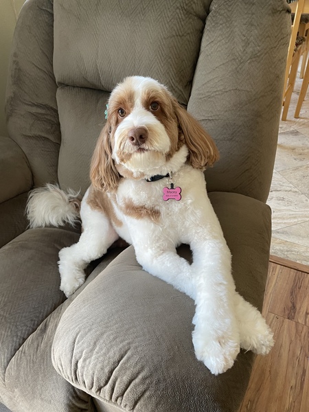 Entry image for Macey. Clicking this image will show a larger photo