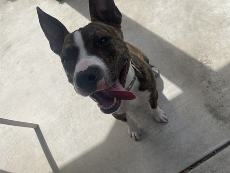 Entry image for Axl. Clicking this image will show a larger photo