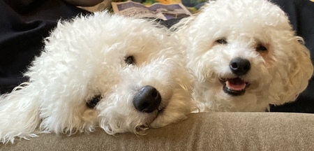 Curly and Cooper 