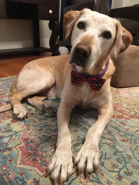 Beaucephus "Beau"