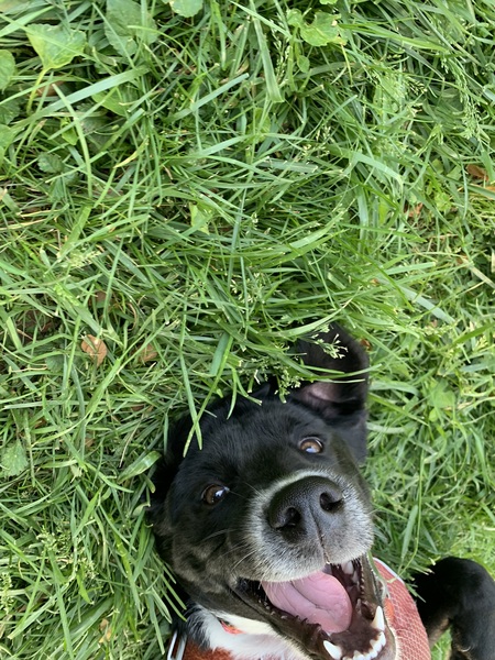 Banjo
