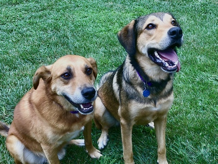 Copper and Cookie