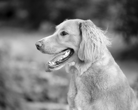 Oskar